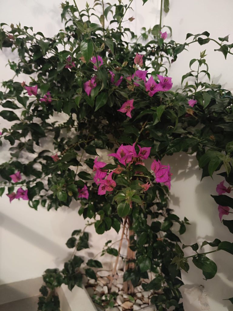 Pátio Feel Faro — buganvília rosa
