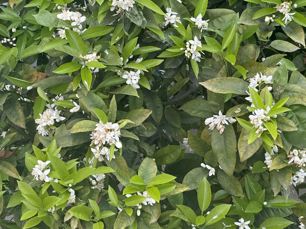 Pátio Feel Faro — flor de laranjeira