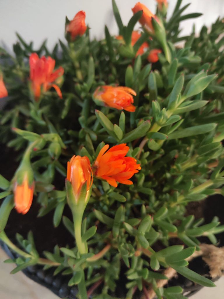 Pátio Feel Faro — flores laranja
